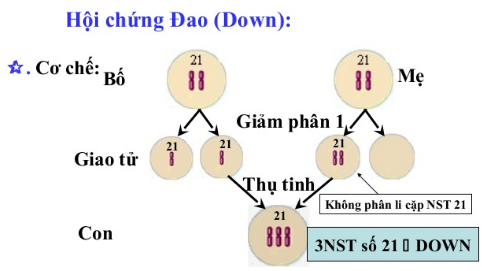 Các yếu tố trong sơ đồ cơ chế phát sinh bệnh đao và cách phòng tránh