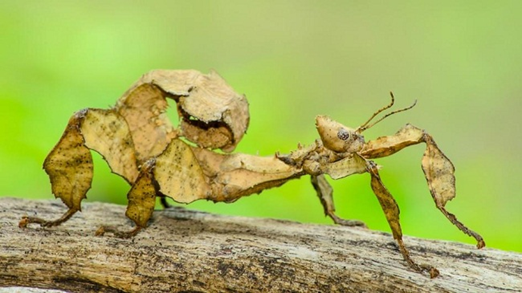 Con bọ có hình dạng như chiếc lá, giúp chúng tránh được kẻ thù